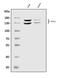 Sperm Associated Antigen 5 antibody, A07062-2, Boster Biological Technology, Western Blot image 