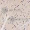 Family With Sequence Similarity 160 Member B2 antibody, A3192, ABclonal Technology, Immunohistochemistry paraffin image 