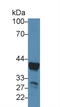 Arginase 1 antibody, LS-C303625, Lifespan Biosciences, Western Blot image 