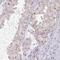Zinc finger protein DZIP1 antibody, NBP2-31669, Novus Biologicals, Immunohistochemistry frozen image 