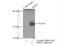 Serine And Arginine Rich Splicing Factor 2 antibody, 20371-1-AP, Proteintech Group, Immunoprecipitation image 
