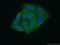 Isocitrate Dehydrogenase (NADP(+)) 1, Cytosolic antibody, 66197-1-Ig, Proteintech Group, Immunofluorescence image 