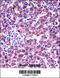 Glycophorin B (MNS Blood Group) antibody, 57-209, ProSci, Immunohistochemistry frozen image 