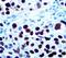 Paired Box 8 antibody, LS-C348564, Lifespan Biosciences, Immunohistochemistry paraffin image 