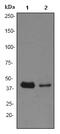 Tribbles Pseudokinase 3 antibody, ab75846, Abcam, Western Blot image 