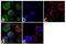 C-X3-C Motif Chemokine Receptor 1 antibody, 711353, Invitrogen Antibodies, Immunofluorescence image 