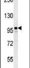 Microtubule Associated Protein 1S antibody, PA5-25672, Invitrogen Antibodies, Western Blot image 