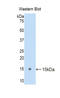 Occludin antibody, LS-C298158, Lifespan Biosciences, Western Blot image 