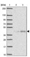 Wnt Family Member 10B antibody, NBP2-49165, Novus Biologicals, Western Blot image 