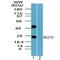 Regulator Of G Protein Signaling 19 antibody, NBP2-24516, Novus Biologicals, Western Blot image 