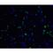 Vinculin antibody, LS-B12145, Lifespan Biosciences, Immunofluorescence image 