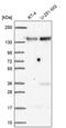 Family With Sequence Similarity 120A antibody, PA5-63183, Invitrogen Antibodies, Western Blot image 
