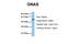 Guanine nucleotide-binding protein G(s) subunit alpha isoforms short antibody, NBP1-58349, Novus Biologicals, Western Blot image 