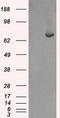 Fermitin Family Member 2 antibody, LS-C784332, Lifespan Biosciences, Western Blot image 