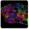 CTD Small Phosphatase Like antibody, MA5-24798, Invitrogen Antibodies, Immunofluorescence image 