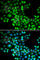 Forkhead Box P1 antibody, A5272, ABclonal Technology, Immunofluorescence image 