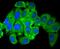 Histone Deacetylase 4 antibody, NBP2-67782, Novus Biologicals, Immunofluorescence image 