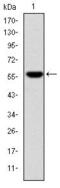 Fibrinogen Gamma Chain antibody, GTX60502, GeneTex, Western Blot image 