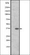 G Protein-Coupled Receptor 88 antibody, orb335622, Biorbyt, Western Blot image 
