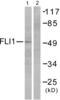 Fli-1 Proto-Oncogene, ETS Transcription Factor antibody, abx013081, Abbexa, Western Blot image 