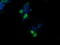 Chaperonin Containing TCP1 Subunit 8 Like 2 antibody, LS-C174264, Lifespan Biosciences, Immunofluorescence image 