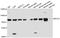 Mannosyl-Oligosaccharide Glucosidase antibody, A12725, ABclonal Technology, Western Blot image 