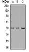 Apoptotic Peptidase Activating Factor 1 antibody, orb235014, Biorbyt, Western Blot image 