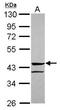 Angiopoietin Like 5 antibody, GTX119294, GeneTex, Western Blot image 