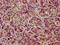 NADPH Oxidase Organizer 1 antibody, LS-C680967, Lifespan Biosciences, Immunohistochemistry paraffin image 