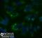 CD63 Molecule antibody, NBP2-42225, Novus Biologicals, Immunocytochemistry image 