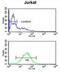 Solute Carrier Family 25 Member 28 antibody, abx032454, Abbexa, Western Blot image 