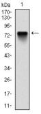BMI1 Proto-Oncogene, Polycomb Ring Finger antibody, GTX60516, GeneTex, Western Blot image 