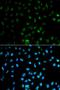 Protein Tyrosine Phosphatase Non-Receptor Type 2 antibody, orb48515, Biorbyt, Immunofluorescence image 
