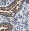 Tubulointerstitial Nephritis Antigen antibody, FNab08712, FineTest, Immunohistochemistry frozen image 