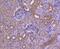 Interferon Regulatory Factor 6 antibody, NBP2-67765, Novus Biologicals, Immunohistochemistry paraffin image 