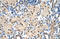 Autoimmune regulator antibody, orb329951, Biorbyt, Immunohistochemistry paraffin image 