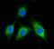 Branched Chain Keto Acid Dehydrogenase E1 Subunit Alpha antibody, A04561-1, Boster Biological Technology, Immunofluorescence image 
