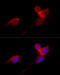 Ribosomal Protein L36 antibody, 23-188, ProSci, Immunofluorescence image 
