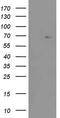 Zinc Finger Protein 286A antibody, MA5-26602, Invitrogen Antibodies, Western Blot image 