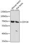 Chromodomain Y-Linked 1B antibody, A15577, ABclonal Technology, Western Blot image 