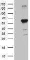Kruppel Like Factor 5 antibody, TA811868, Origene, Western Blot image 