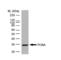 PCNA antibody, MCA1558, Bio-Rad (formerly AbD Serotec) , Immunoprecipitation image 