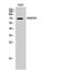 Rho Related BTB Domain Containing 3 antibody, PA5-51047, Invitrogen Antibodies, Western Blot image 