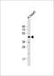 WD Repeat Domain 45 antibody, 56-982, ProSci, Western Blot image 