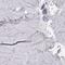 BarH Like Homeobox 1 antibody, PA5-52114, Invitrogen Antibodies, Immunohistochemistry paraffin image 