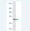 Protein Tyrosine Phosphatase Non-Receptor Type 4 antibody, H00005775-M06, Novus Biologicals, Western Blot image 