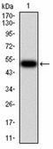 Fizzy And Cell Division Cycle 20 Related 1 antibody, orb167419, Biorbyt, Western Blot image 