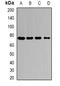 Solute Carrier Family 25 Member 13 antibody, abx142229, Abbexa, Western Blot image 