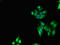 E3 ubiquitin-protein ligase RNF6 antibody, LS-C679336, Lifespan Biosciences, Immunofluorescence image 