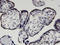 HEXIM P-TEFb Complex Subunit 1 antibody, LS-C134025, Lifespan Biosciences, Immunohistochemistry frozen image 